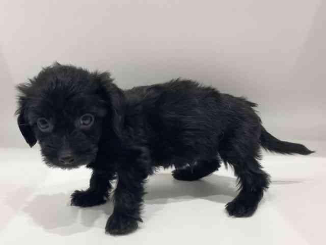 愛知県のダップー(ダックス×プードル) (ひごペットフレンドリーヴィアモール アピタ江南西店/2025年11月30日生まれ/男の子/ブラック)の子犬の2枚目の画像