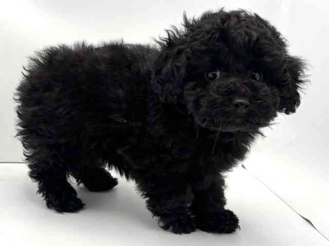 兵庫県のトイプードル(トイ) (ひごペットフレンドリークラウンパーク伊丹店/2025年9月29日生まれ/女の子/ブラック)の子犬の2枚目の画像
