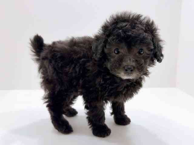 広島県のトイプードル(トイ) (ひごペットフレンドリーフジグラン神辺店/2025年12月1日生まれ/女の子/シルバー)の子犬の2枚目の画像