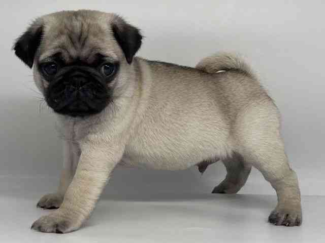 徳島県のパグ (ひごペットフレンドリーゆめタウン徳島店/2025年12月1日生まれ/男の子/フォーン)の子犬の2枚目の画像