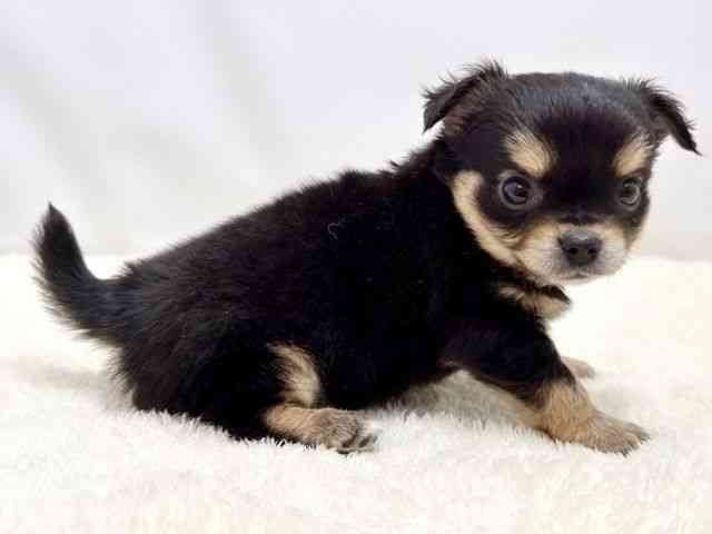 広島県のチワワ(ロング) (ひごペットフレンドリーゆめタウン廿日市店/2025年12月1日生まれ/男の子/ブラックタンホワイト)の子犬の2枚目の画像