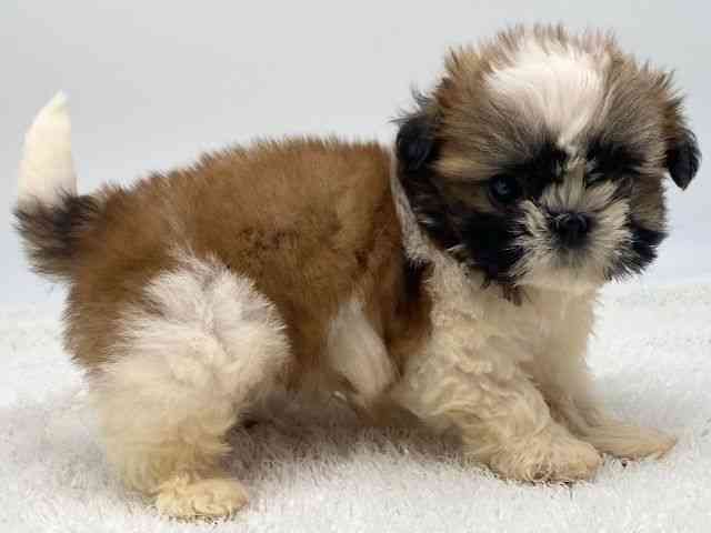 島根県のシーズー (ひごペットフレンドリーイオンモール出雲店/2025年11月28日生まれ/男の子/ゴールドホワイト)の子犬の2枚目の画像