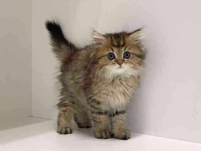 兵庫県のペルシャ (ひごペットフレンドリーイトーヨーカドー明石店/2025年11月20日生まれ/男の子/チンチラゴールデン)の子猫の2枚目の画像