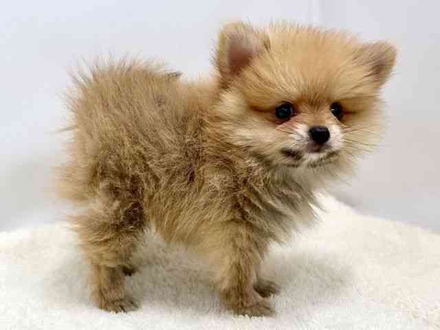 広島県のポメラニアン (ひごペットフレンドリーゆめタウン廿日市店/2025年12月1日生まれ/男の子/オレンジ)の子犬の2枚目の画像