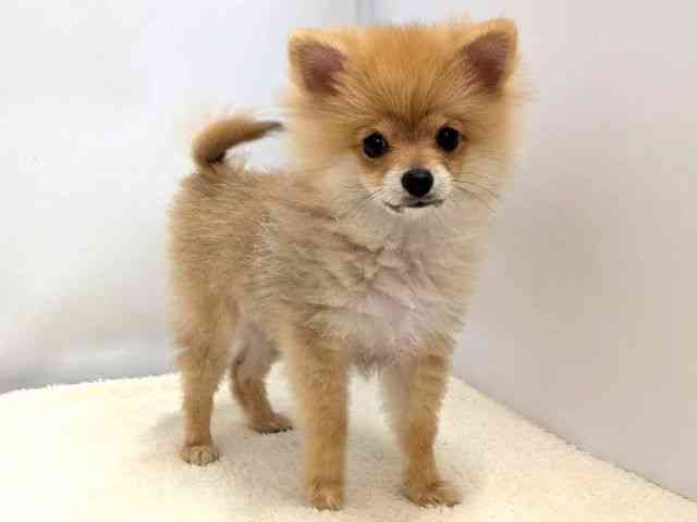 広島県のポメラニアン (ひごペットフレンドリーゆめタウン廿日市店/2025年12月1日生まれ/男の子/オレンジ)の子犬の2枚目の画像