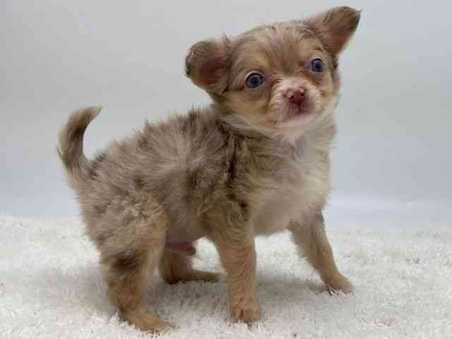 島根県のチワワ(ロング) (ひごペットフレンドリーイオンモール出雲店/2025年12月2日生まれ/男の子/チョコレートマール)の子犬の2枚目の画像