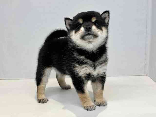 大阪府の柴犬(標準サイズ) (ひごペットフレンドリーセブンパーク天美店/2025年12月1日生まれ/男の子/黒)の子犬の2枚目の画像