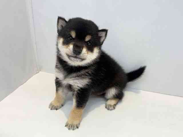 大阪府の柴犬(標準サイズ) (ひごペットフレンドリーセブンパーク天美店/2025年12月1日生まれ/男の子/黒)の子犬の2枚目の画像