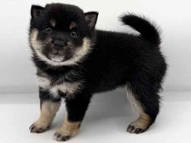 大阪府の柴犬(標準サイズ) (ひごペットフレンドリーららぽーとEXPOCITY店/2025年12月1日生まれ/女の子/黒)の子犬の2枚目の画像