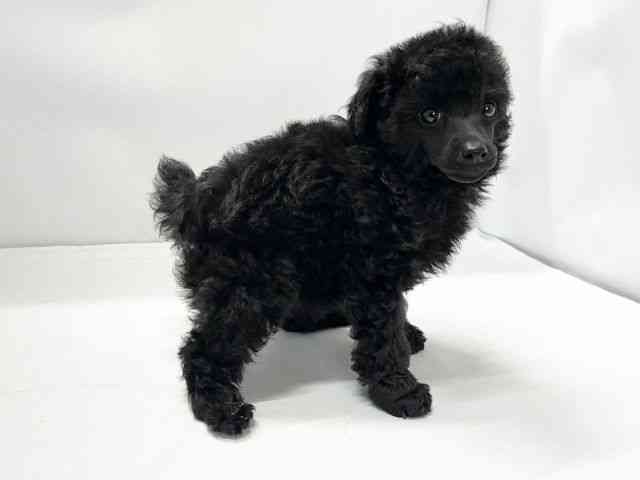 愛媛県のトイプードル(トイ) (ひごペットフレンドリーイオンモール今治新都市店/2025年12月1日生まれ/男の子/ブラック)の子犬の2枚目の画像