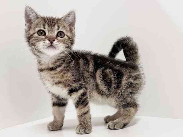 奈良県のアメリカンショートヘアー (ひごペットフレンドリーイオンモール橿原ウエスト・ビレッジ店/2025年11月29日生まれ/女の子/ブラウンタビー)の子猫の2枚目の画像