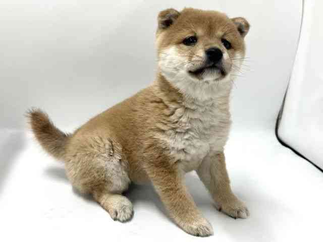 京都府の柴犬(標準サイズ) (ひごペットフレンドリー京都店/2025年12月1日生まれ/女の子/赤)の子犬の2枚目の画像