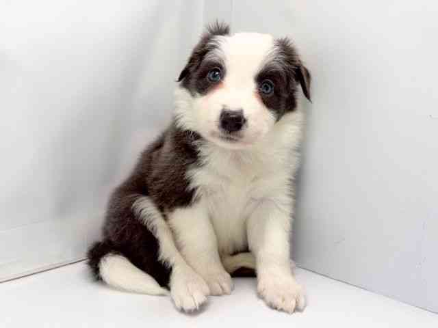 京都府のボーダーコリー (ひごペットフレンドリー洛北阪急スクエア店/2025年12月2日生まれ/女の子/ブルーホワイト)の子犬の2枚目の画像