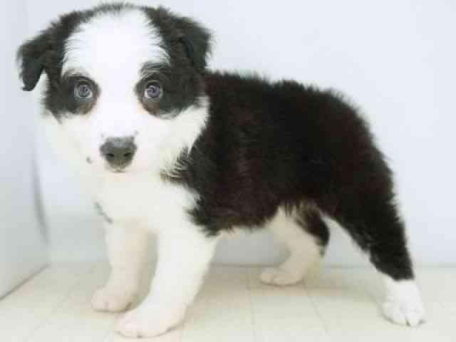 福岡県のボーダーコリー (ひごペットフレンドリーゆめタウン筑紫野店/2025年12月2日生まれ/女の子/ブラックホワイト)の子犬の2枚目の画像