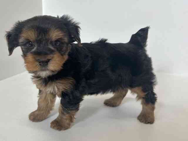 大阪府のヨークシャーテリア (ひごペットフレンドリーアクロスプラザ住之江店/2025年12月1日生まれ/男の子/スチールブルータン)の子犬の2枚目の画像