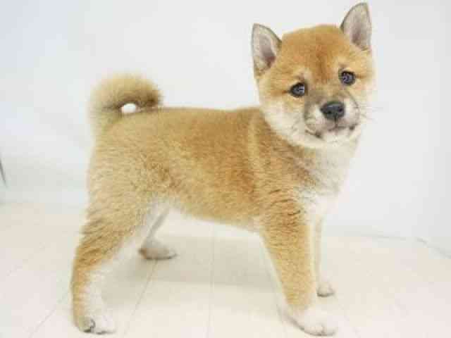 福岡県の柴犬(標準サイズ) (ひごペットフレンドリーゆめタウン筑紫野店/2025年11月23日生まれ/女の子/赤)の子犬の2枚目の画像