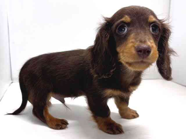 奈良県のミニチュアダックスフンド(ロング) (ひごペットフレンドリー奈良パワーシティ店/2025年11月23日生まれ/男の子/チョコレートタン)の子犬の2枚目の画像