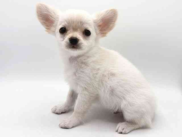 奈良県のチワワ(ロング) (ひごペットフレンドリー田原本店/2025年12月1日生まれ/男の子/クリームホワイト)の子犬の2枚目の画像