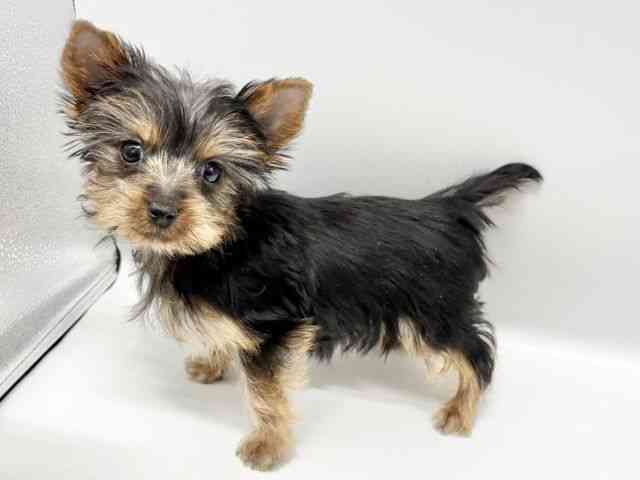 大阪府のヨークシャーテリア (ひごペットフレンドリーイオンタウン豊中庄内店/2025年12月1日生まれ/男の子/スチールブルータン)の子犬の2枚目の画像
