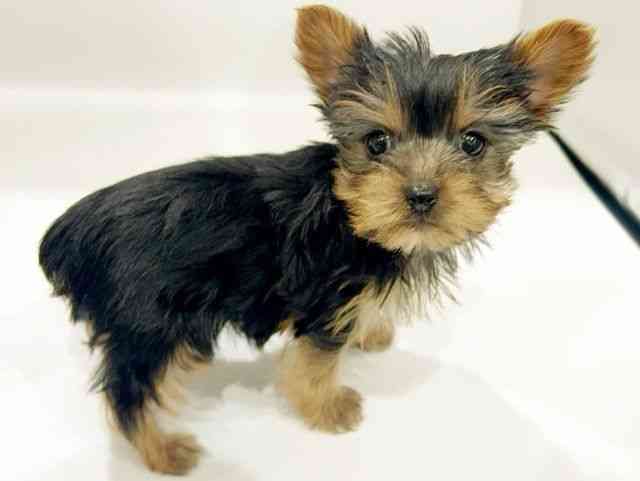 大阪府のヨークシャーテリア (ひごペットフレンドリーイオンタウン豊中庄内店/2025年12月1日生まれ/男の子/スチールブルータン)の子犬の2枚目の画像