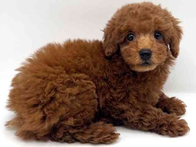 京都府のトイプードル(トイ) (ひごペットフレンドリーイオンモール高の原店/2025年11月29日生まれ/女の子/レッド)の子犬の2枚目の画像