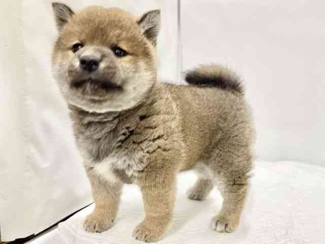 高知県の柴犬(標準サイズ) (ひごペットフレンドリーイオンモール高知店/2025年12月1日生まれ/女の子/赤)の子犬の2枚目の画像