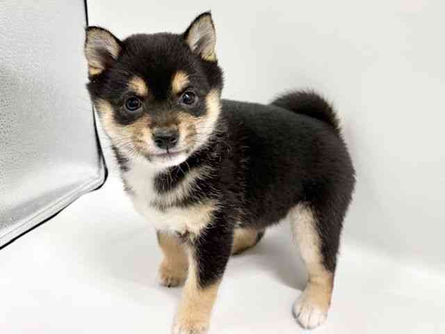 大阪府の柴犬(標準サイズ) (ひごペットフレンドリーイオンタウン豊中庄内店/2025年12月1日生まれ/女の子/黒)の子犬の2枚目の画像