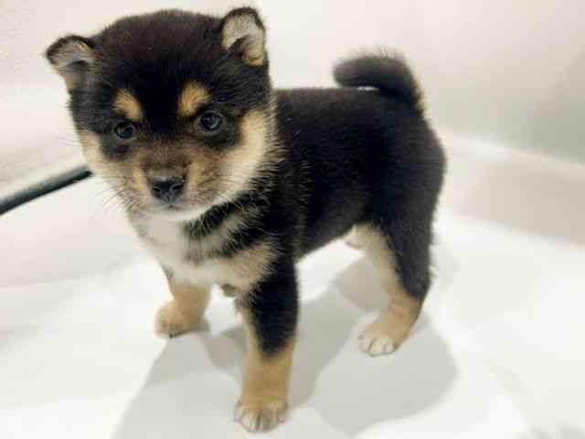 大阪府の柴犬(標準サイズ) (ひごペットフレンドリーイオンタウン豊中庄内店/2025年12月1日生まれ/女の子/黒)の子犬の2枚目の画像