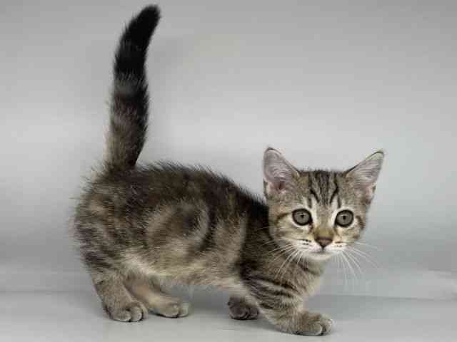 徳島県のマンチカン (ひごペットフレンドリーゆめタウン徳島店/2025年11月30日生まれ/女の子/ブラウンタビー)の子猫の2枚目の画像