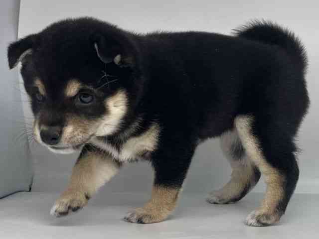 徳島県の柴犬(標準サイズ) (ひごペットフレンドリーゆめタウン徳島店/2025年12月1日生まれ/女の子/黒)の子犬の2枚目の画像