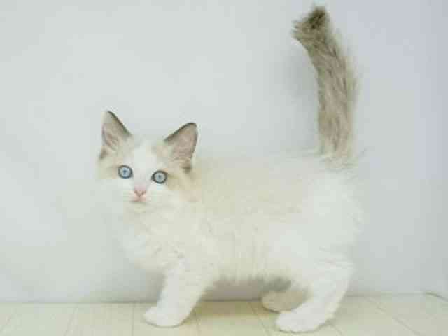 福岡県のラグドール (ひごペットフレンドリーゆめタウン筑紫野店/2025年11月30日生まれ/女の子/シールポイントバイカラー)の子猫の2枚目の画像