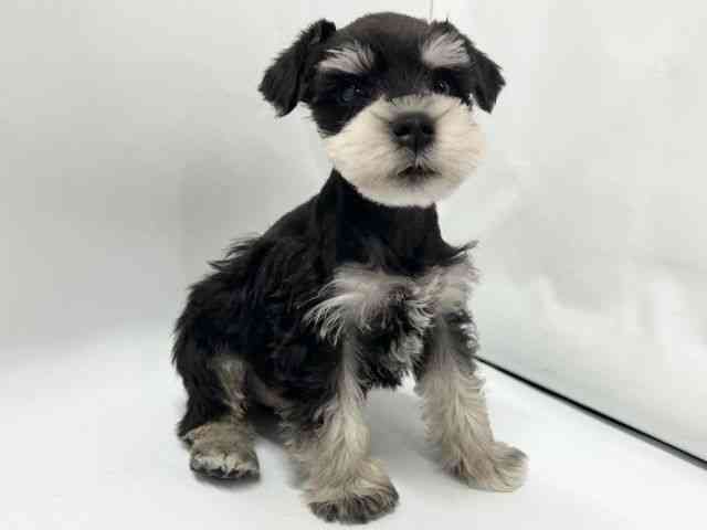 京都府のミニチュアシュナウザー (ひごペットフレンドリー京都店/2025年11月29日生まれ/男の子/ブラックシルバー)の子犬の2枚目の画像