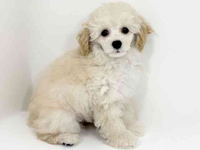 京都府のトイプードル(トイ) (ひごペットフレンドリーイズミヤショッピングセンター八幡店/2025年12月1日生まれ/女の子/クリーム)の子犬の2枚目の画像