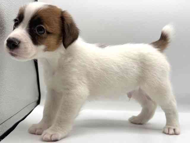 愛知県のジャックラッセルテリア (ひごペットフレンドリープライムツリー赤池店/2025年11月30日生まれ/男の子/タンホワイト)の子犬の2枚目の画像