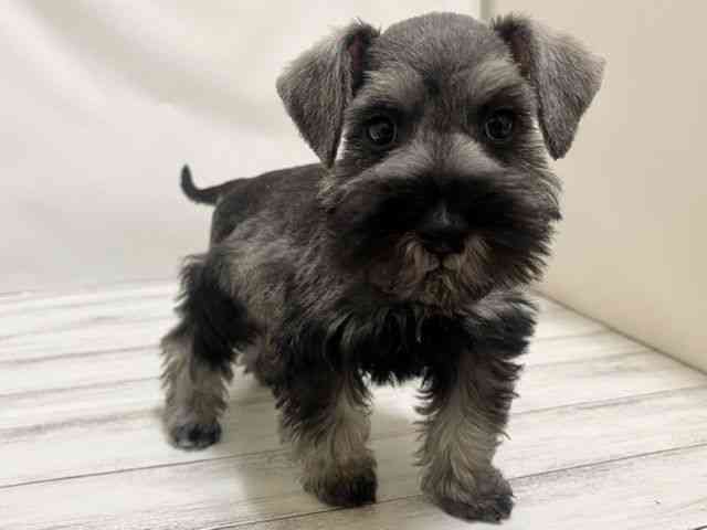和歌山県のミニチュアシュナウザー (ひごペットフレンドリーパームシティ和歌山店/2025年12月1日生まれ/女の子/ソルトペッパー)の子犬の2枚目の画像