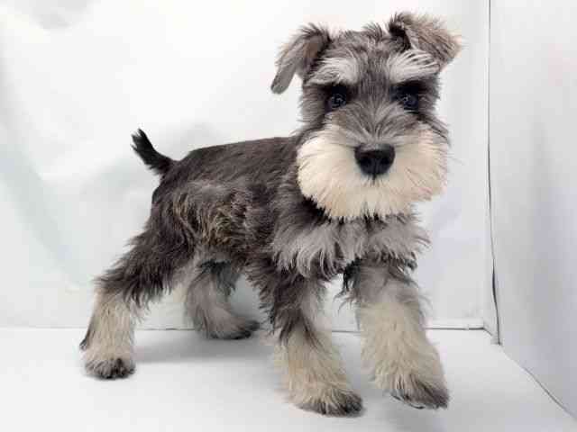 京都府のミニチュアシュナウザー (ひごペットフレンドリー洛北阪急スクエア店/2025年11月29日生まれ/男の子/ソルトペッパー)の子犬の2枚目の画像