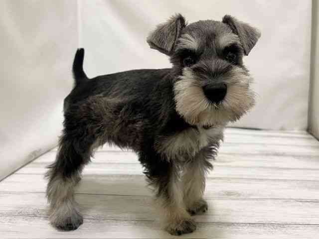 和歌山県のミニチュアシュナウザー (ひごペットフレンドリーパームシティ和歌山店/2025年11月29日生まれ/男の子/ソルトペッパー)の子犬の2枚目の画像