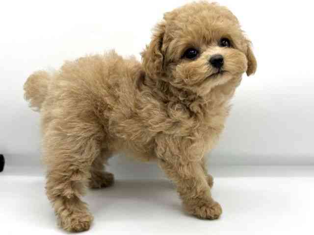 大阪府のトイプードル(トイ) (ひごペットフレンドリーららぽーとEXPOCITY店/2025年11月28日生まれ/女の子/アプリコット)の子犬の2枚目の画像