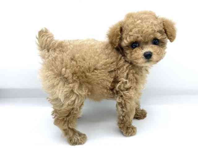 大阪府のトイプードル(トイ) (ひごペットフレンドリーららぽーとEXPOCITY店/2025年11月28日生まれ/女の子/アプリコット)の子犬の2枚目の画像