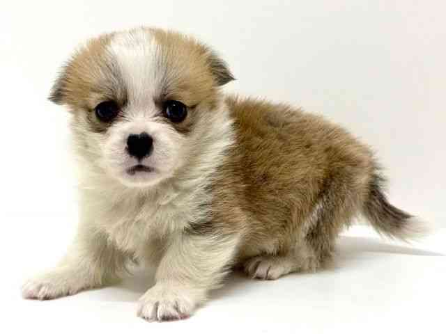 大阪府のハーフ犬・ミックス犬 (ひごペットフレンドリーくずはモール店/2025年12月1日生まれ/男の子/レッドホワイト)の子犬の2枚目の画像