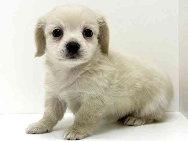 大阪府のチワックス(チワワ×ダックス) (ひごペットフレンドリーくずはモール店/2025年11月30日生まれ/男の子/イエロー)の子犬の2枚目の画像