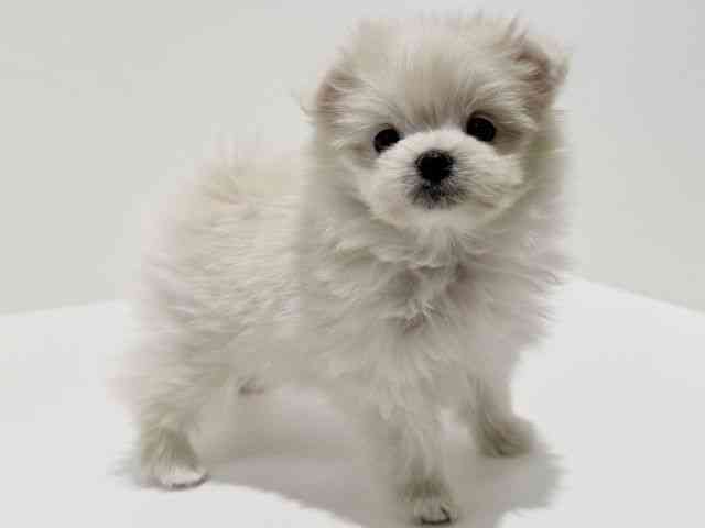 大阪府のポメマル/マルポメ(ポメラニアン×マルチーズ) (ひごペットフレンドリーイオン高槻店/2025年11月30日生まれ/女の子/クリーム)の子犬の2枚目の画像