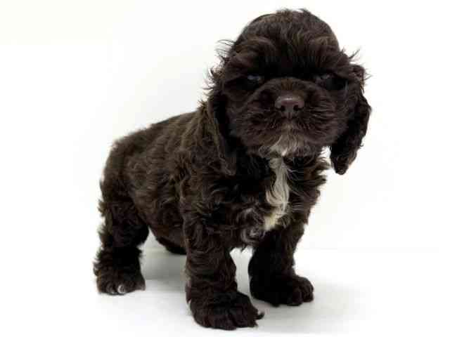 大阪府のアメリカンコッカースパニエル (ひごペットフレンドリーくずはモール店/2025年12月2日生まれ/男の子/チョコレートホワイト)の子犬の2枚目の画像