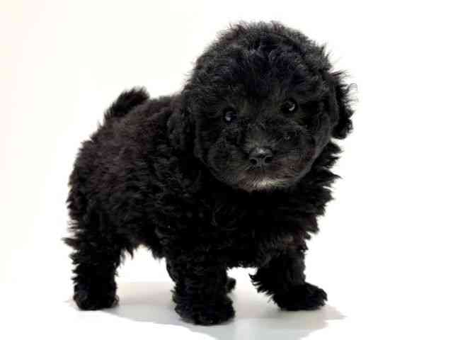 大阪府のトイプードル(トイ) (ひごペットフレンドリーイオン高槻店/2025年12月2日生まれ/男の子/シルバー)の子犬の2枚目の画像