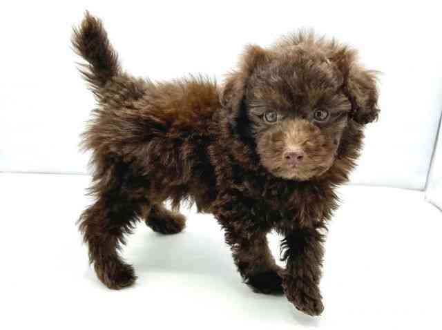 大阪府のトイプードル(トイ) (ひごペットフレンドリーイトーヨーカドー津久野店/2025年12月2日生まれ/男の子/ブラウン)の子犬の2枚目の画像