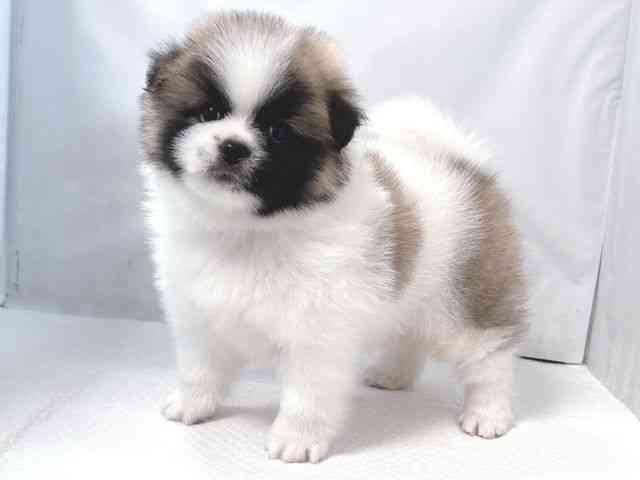 大阪府のペキポメ/ポメペキ(ペキニーズ×ポメラニアン) (ひごペットフレンドリー堺プラットプラット店/2025年12月1日生まれ/男の子/パーティーカラー)の子犬の2枚目の画像