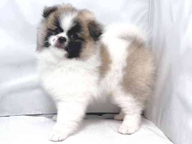 大阪府のペキポメ/ポメペキ(ペキニーズ×ポメラニアン) (ひごペットフレンドリー堺プラットプラット店/2025年12月1日生まれ/男の子/パーティーカラー)の子犬の2枚目の画像