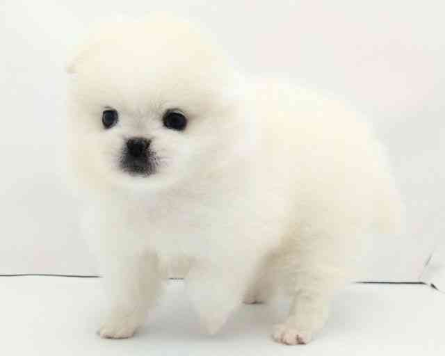 兵庫県のペキポメ/ポメペキ(ペキニーズ×ポメラニアン) (ひごペットフレンドリークラウンパーク伊丹店/2025年12月1日生まれ/女の子/ホワイト)の子犬の2枚目の画像