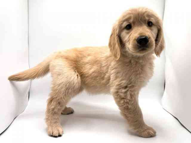 奈良県のゴールデンレトリバー (ひごペットフレンドリー田原本店/2025年12月2日生まれ/女の子/ゴールデン)の子犬の2枚目の画像