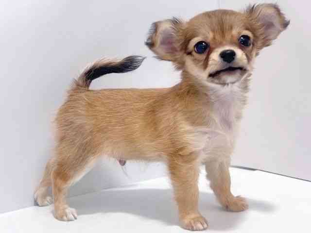 大阪府のチワワ(ロング) (ひごペットフレンドリーイズミヤショッピングセンター千里丘店/2025年12月1日生まれ/男の子/フォーン)の子犬の2枚目の画像